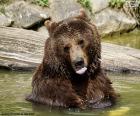 Большой медведь в воде